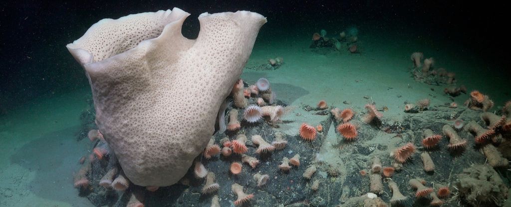 ROV SuBastian/Schmidt Ocean Institute ROV SuBastian/Schmidt Ocean Institute