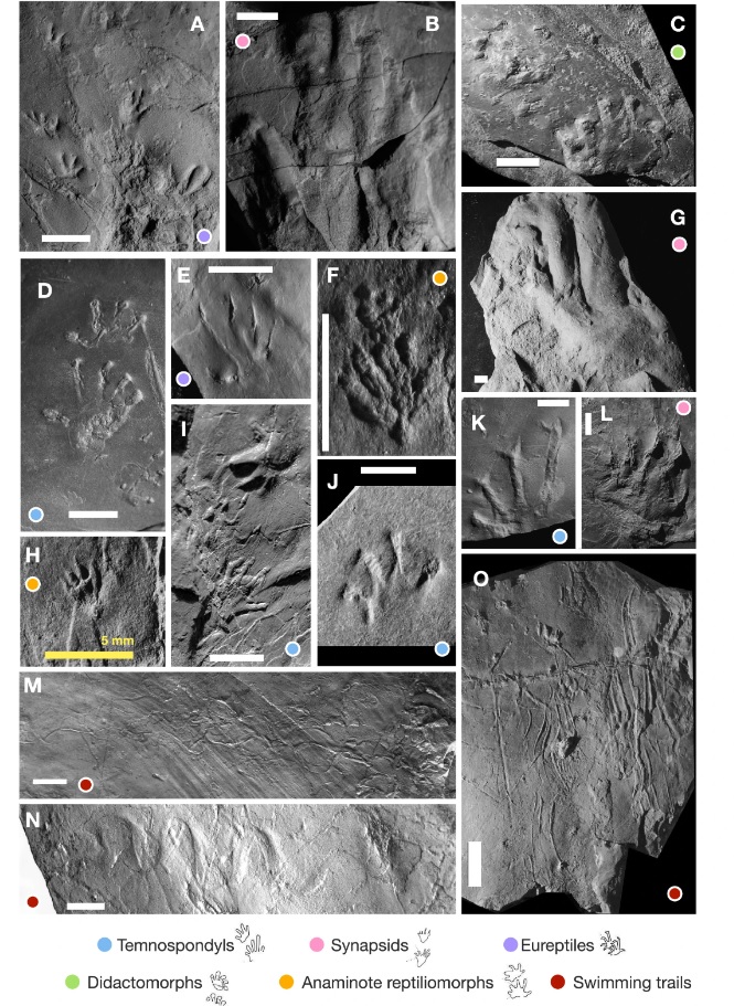 Knecht et al., Nature Communications, 2024