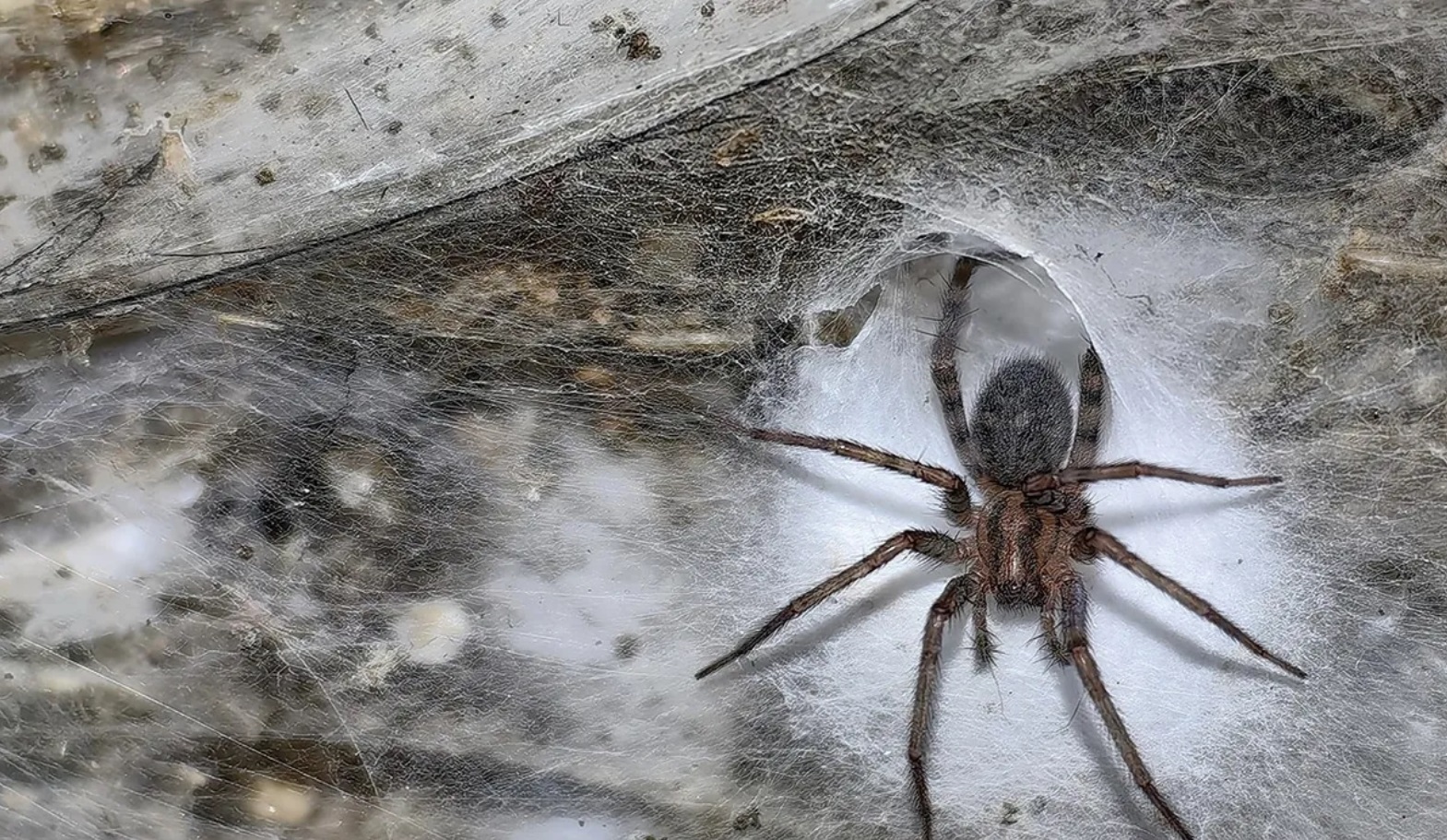 Urak et al. 2025, Subterranean Biology