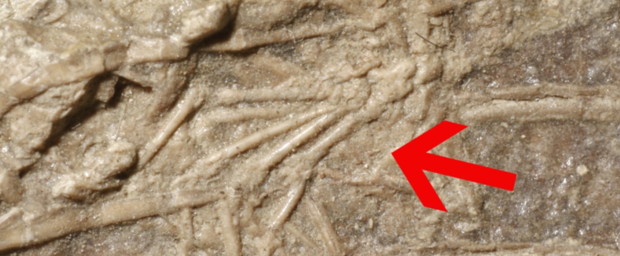 Hans Larsson/McGill University