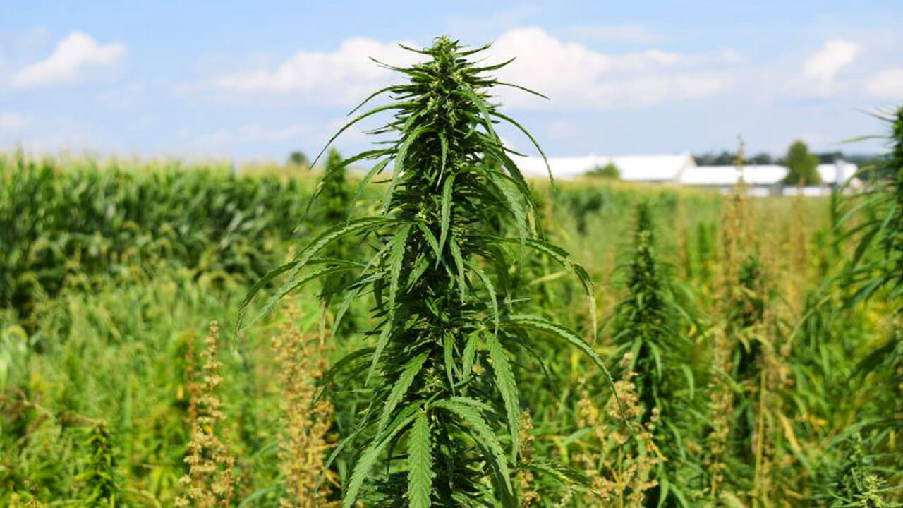 Как обнаруживают незаконное выращивание конопли как купить марихуану в интернете