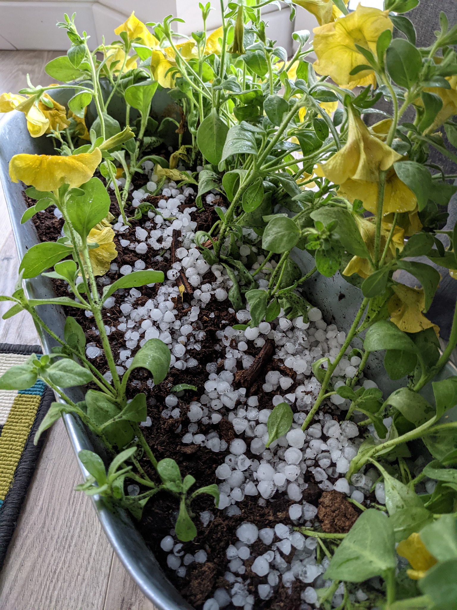 Фото з сайту magnolia-tv