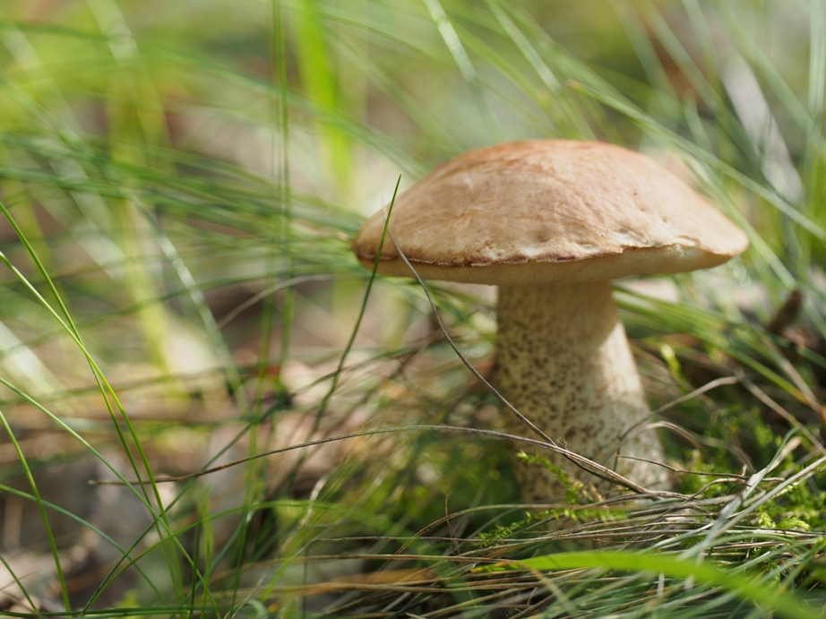 Гриб Бабка. Фото автора