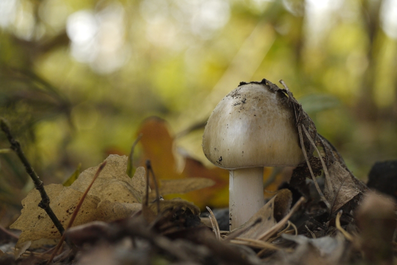 Бліда поганка. Фото автора