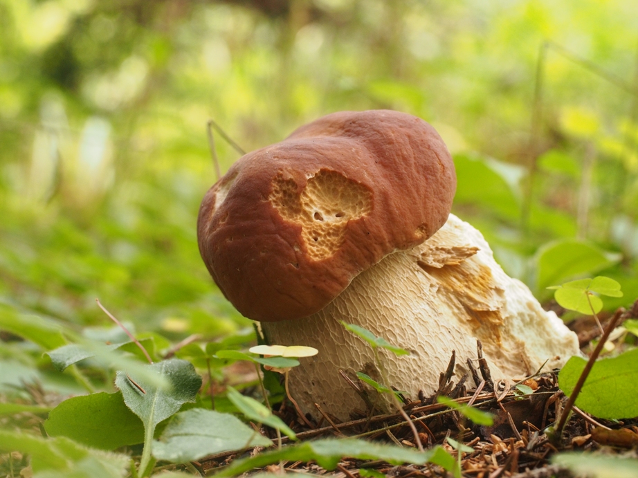 Білий гриб. Фото автора