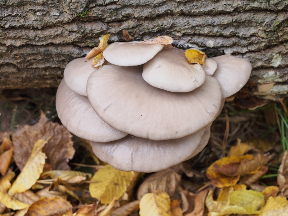 Гливи. Фото автора