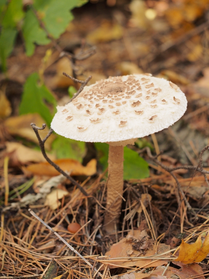 Гриб парасолька. Фото автора