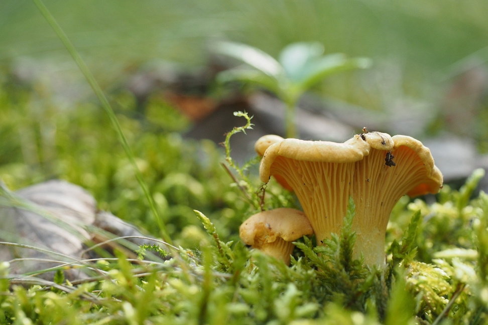 Лисички. Фото автора