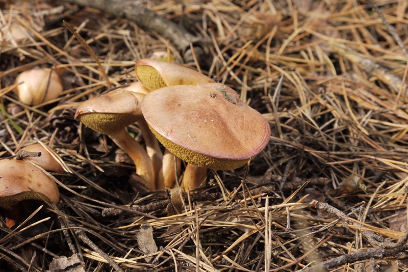 Моховики. Фото автора