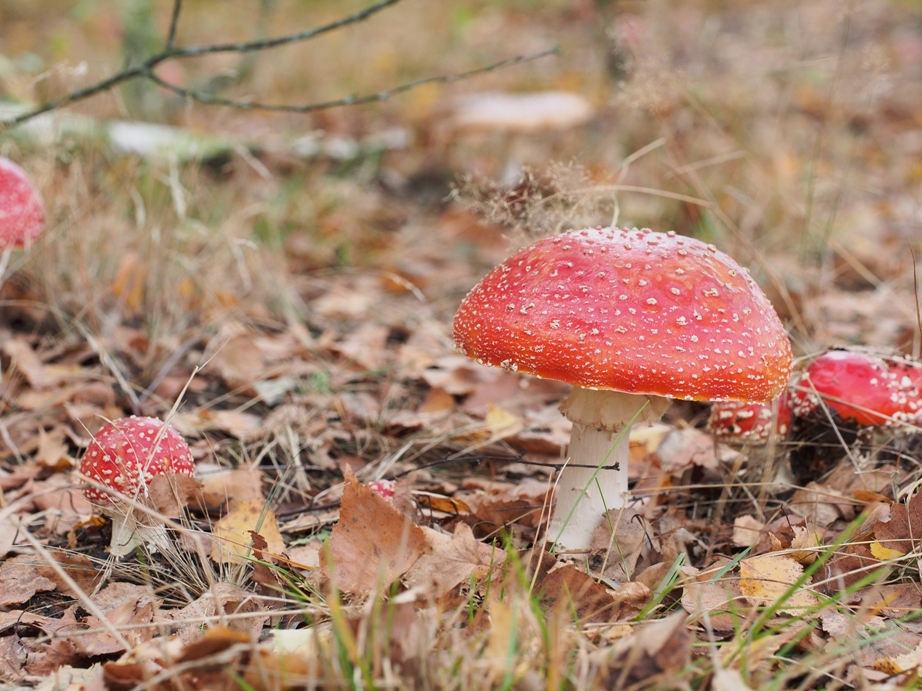 Мухомор червоний. Фото автора