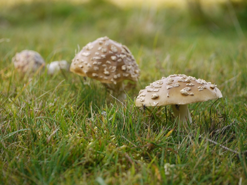 Мухомор. Фото автора