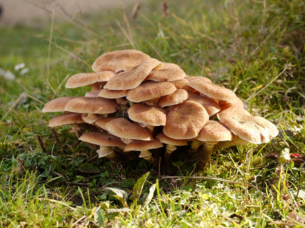 Опеньок осінній. Фото автора