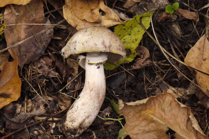 Печериця жовтіюча. Фото автора