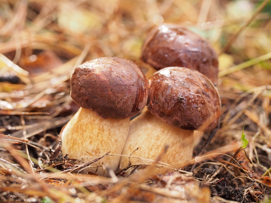 Польський гриб. Фото автора