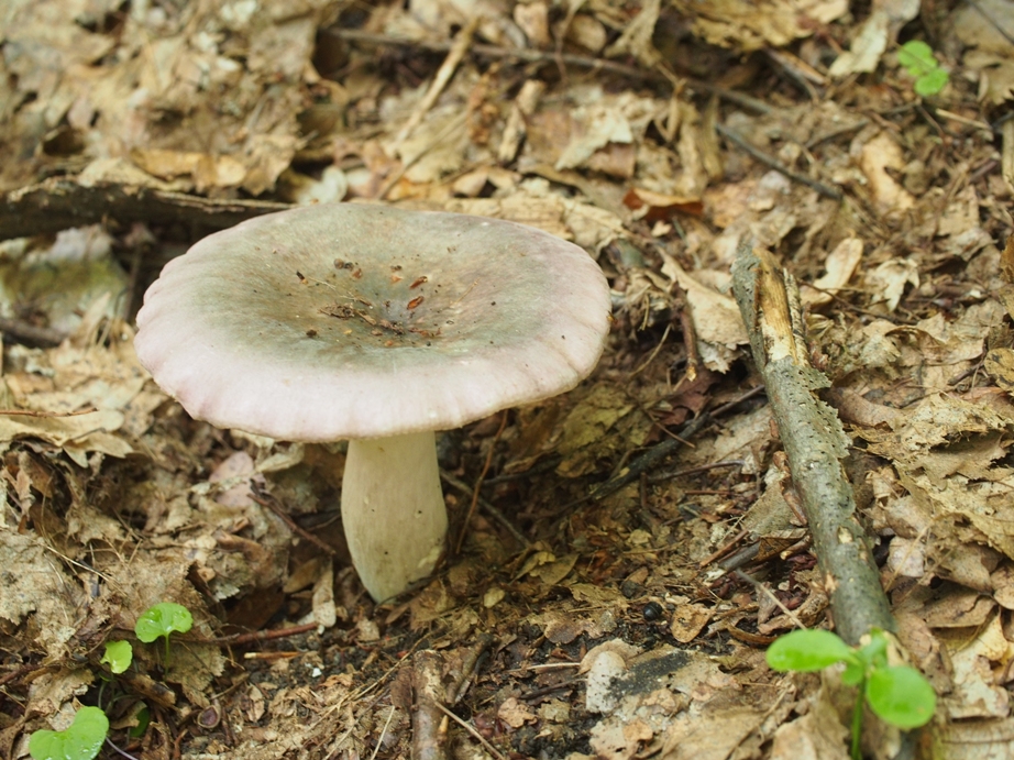 Сироїжка. Фото автора