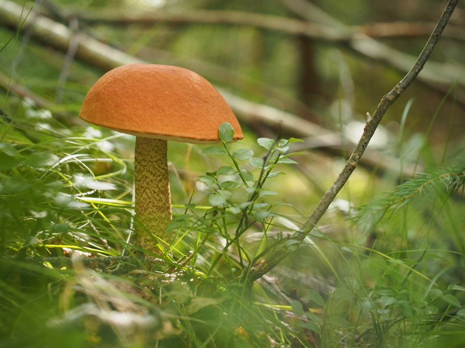 Червоноголовець. Фото автора