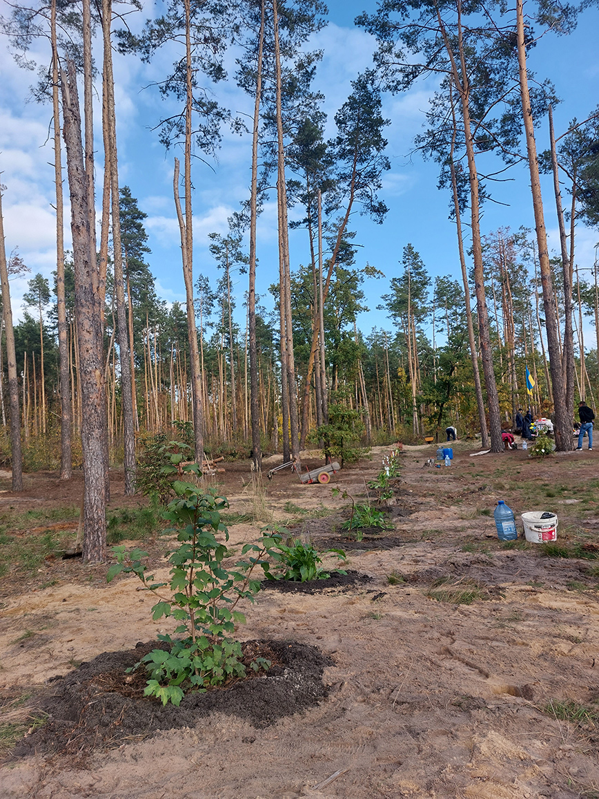 Калина, посаженная в честь погибших в Мощуне военных