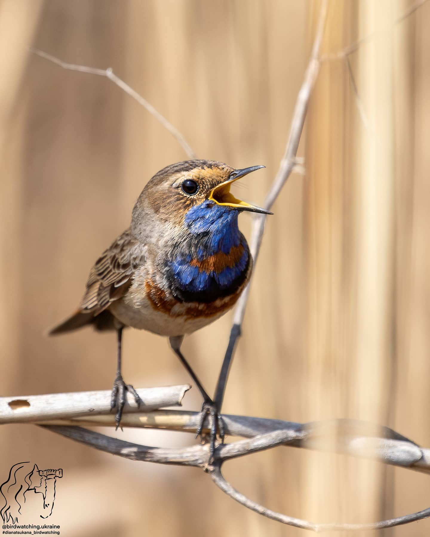 Синешейка на Вырлице. Фото Дианы Цукановой Синешейка на Вырлице. Фото Дианы Цукановой
