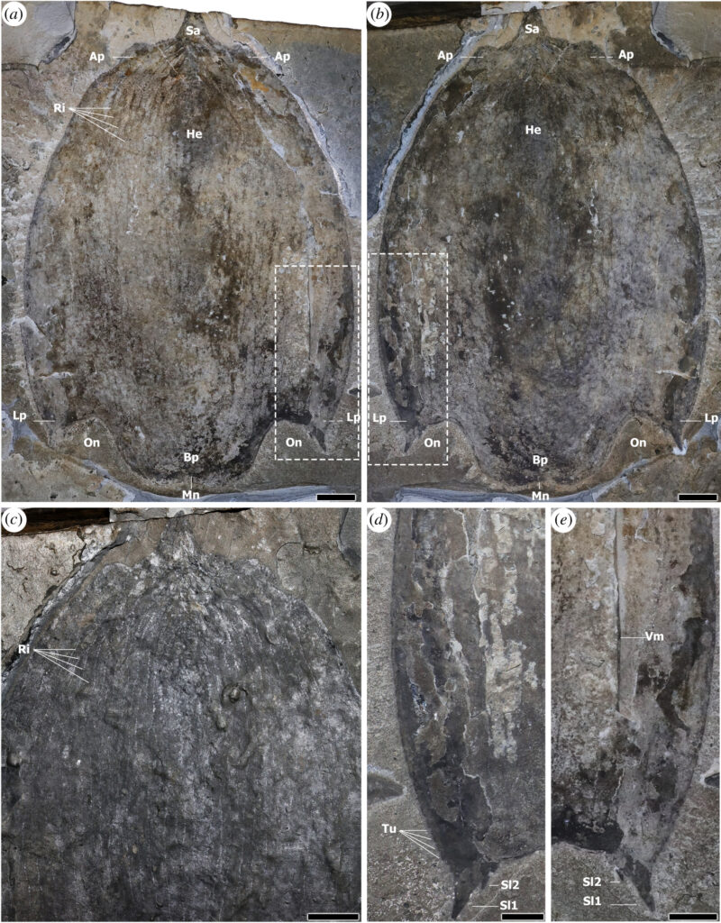 royalsocietypublishing.org