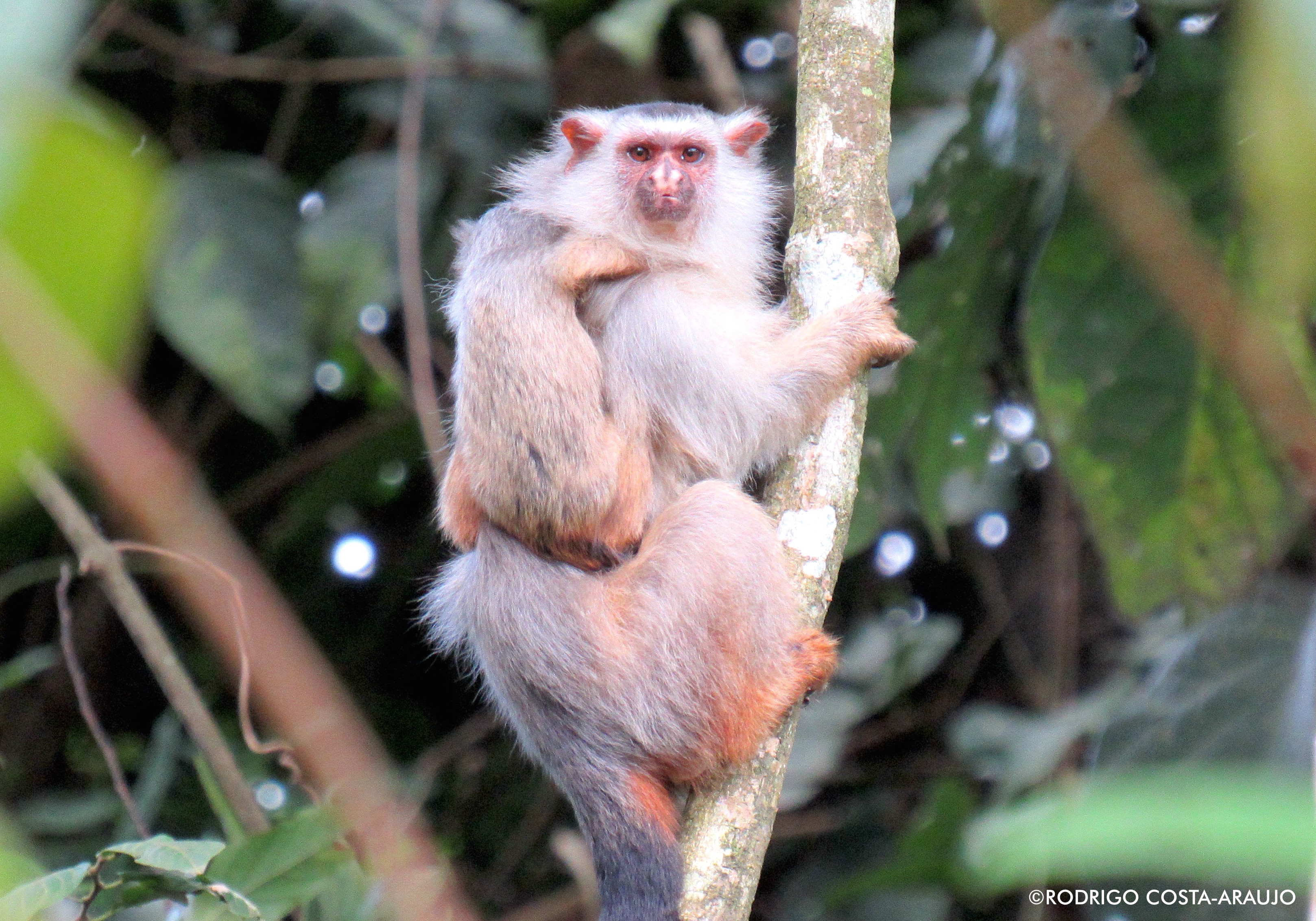 Амазонские леса Бразилии - в Южной Америке ученые открыли новый вид обезьян-игрунок  - ZN.ua