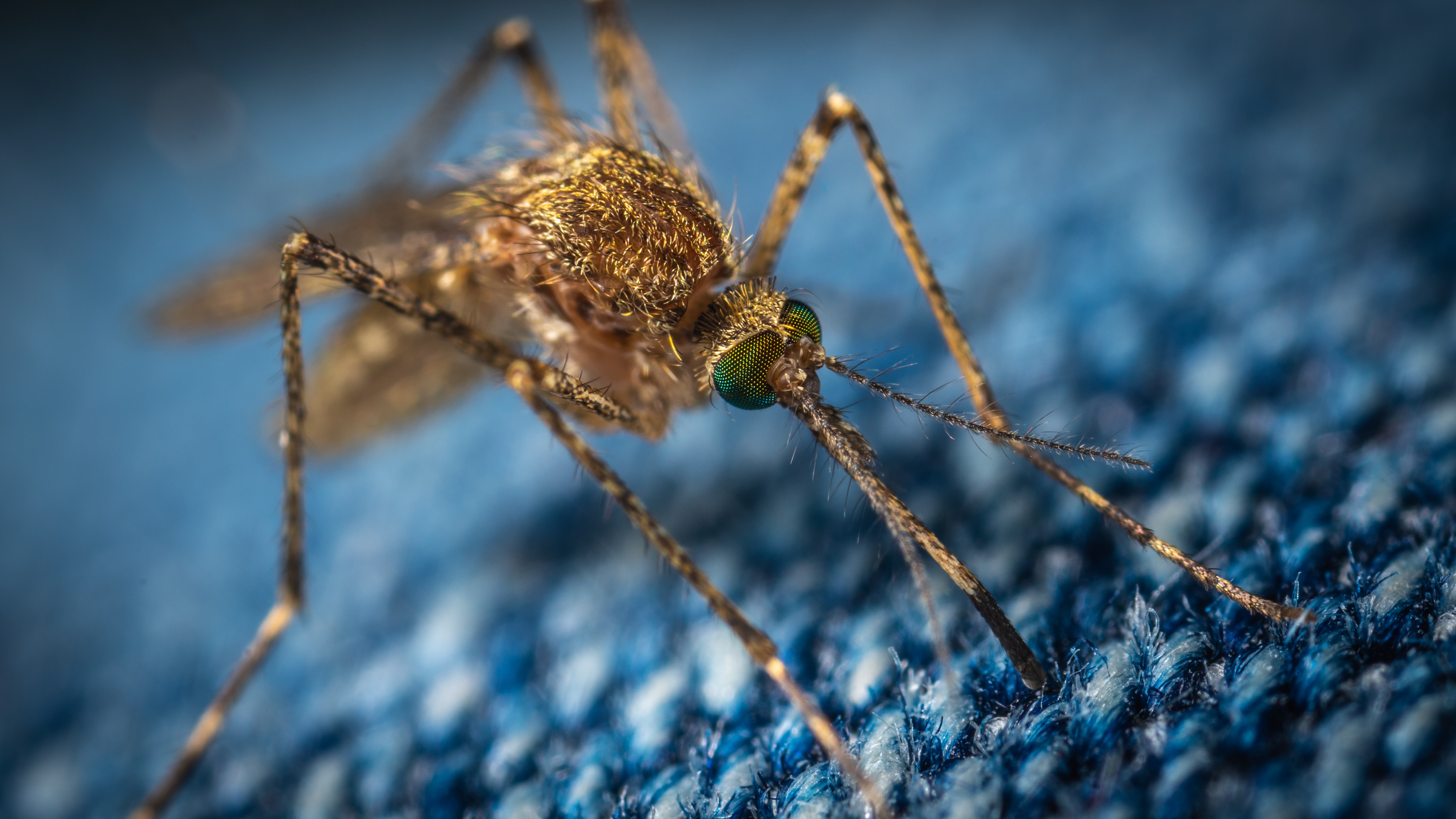 Шесть причин, почему определённых людей комары кусают чаще