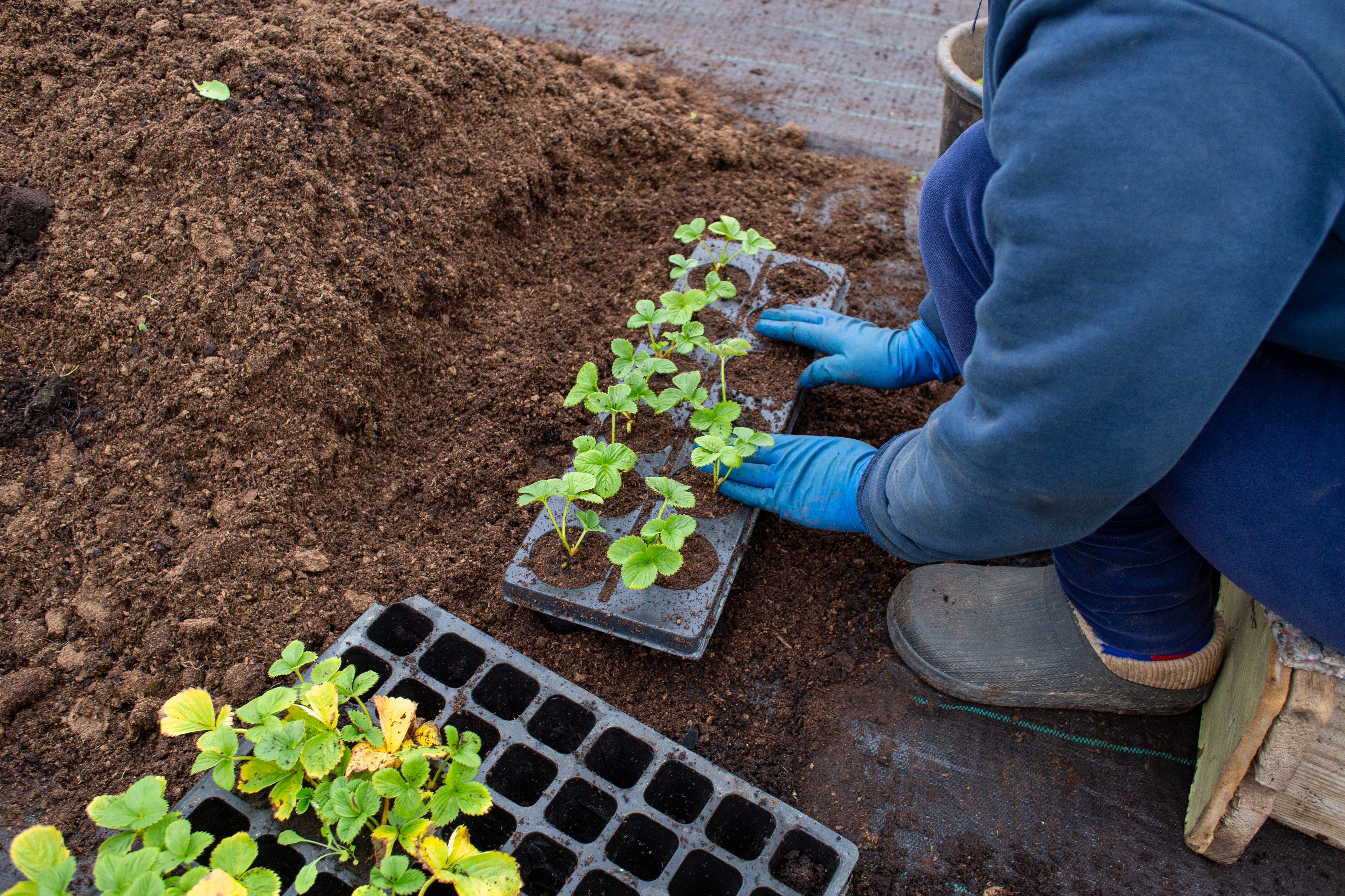 Роботи у теплиці  Віталія Білана