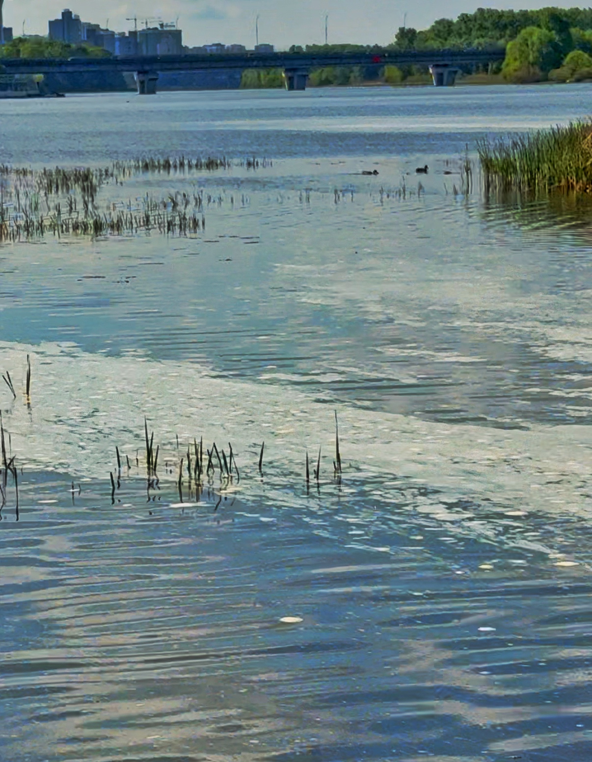 Наслідки екологічної катастрофи. Пляж «Веселка», КП «Плесо», м. Київ