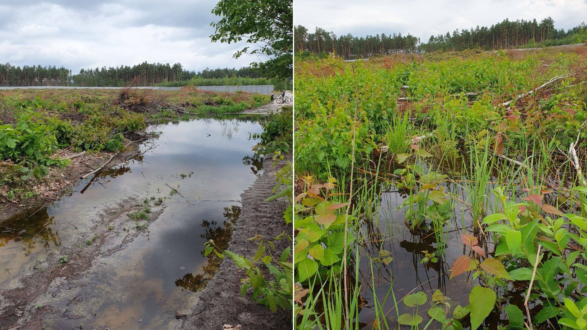 Ділянка в Мархалівському лісі, обрана чиновниками під НВМК