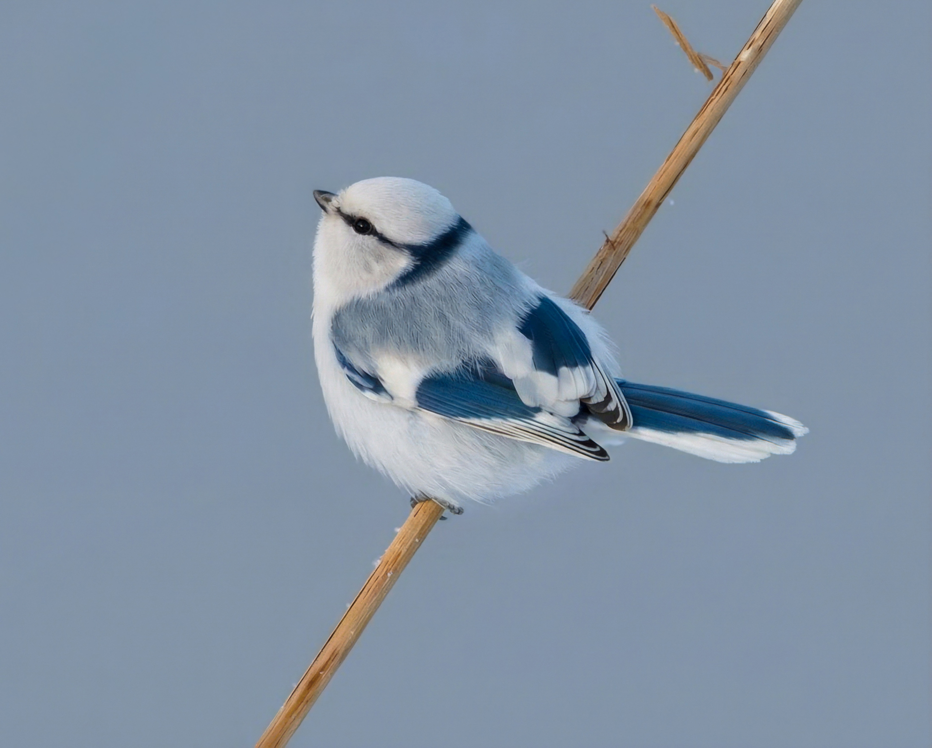 Синиця біла (Cyanistes cyanus) — рідкісний гніздовий птах, занесений до Червоної книги України