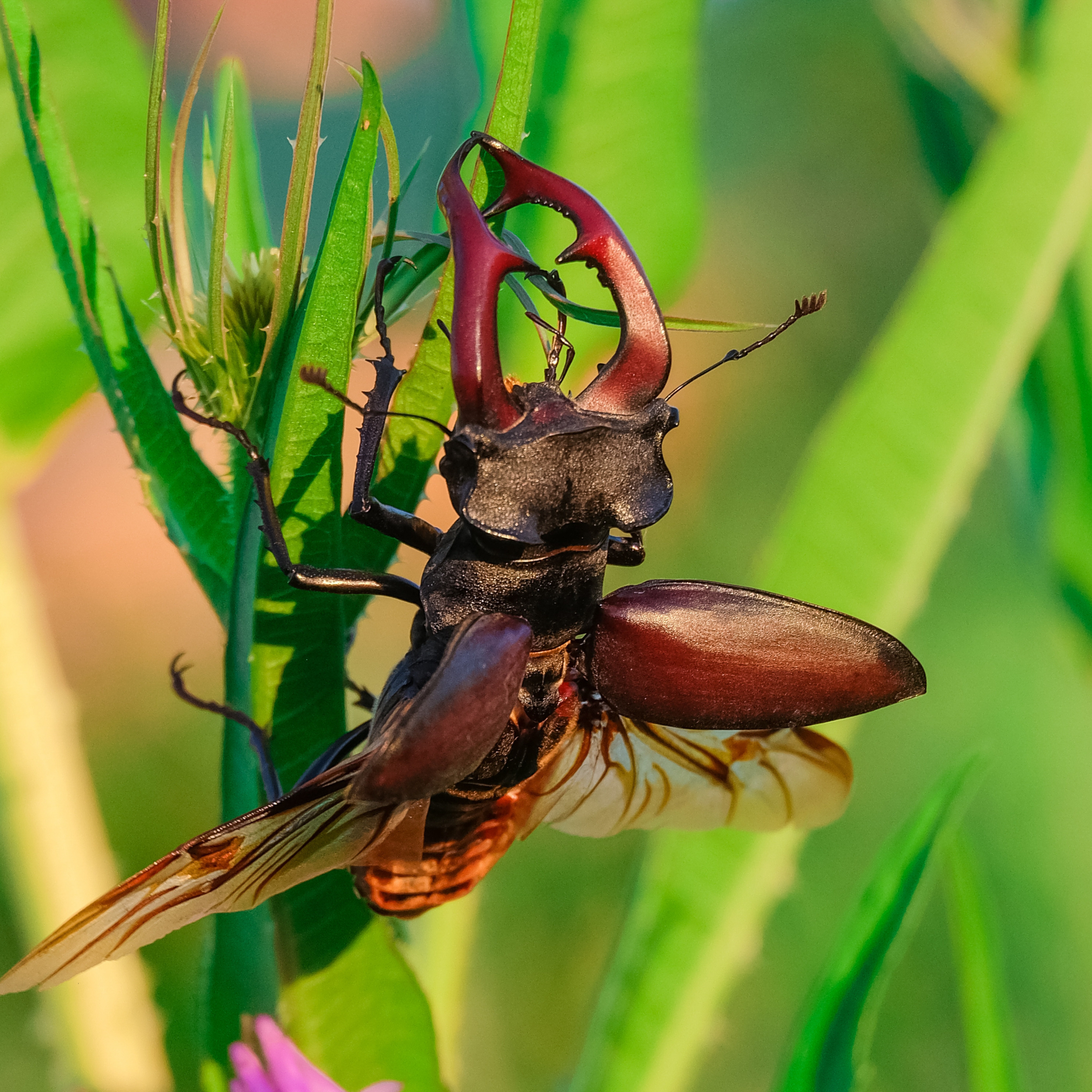 Жук-олень (Lucanus cervus) — найбільший жук Європи, занесений до Червоної книги України; зникає разом зі старими широколистяними лісами й трухлявими дубами