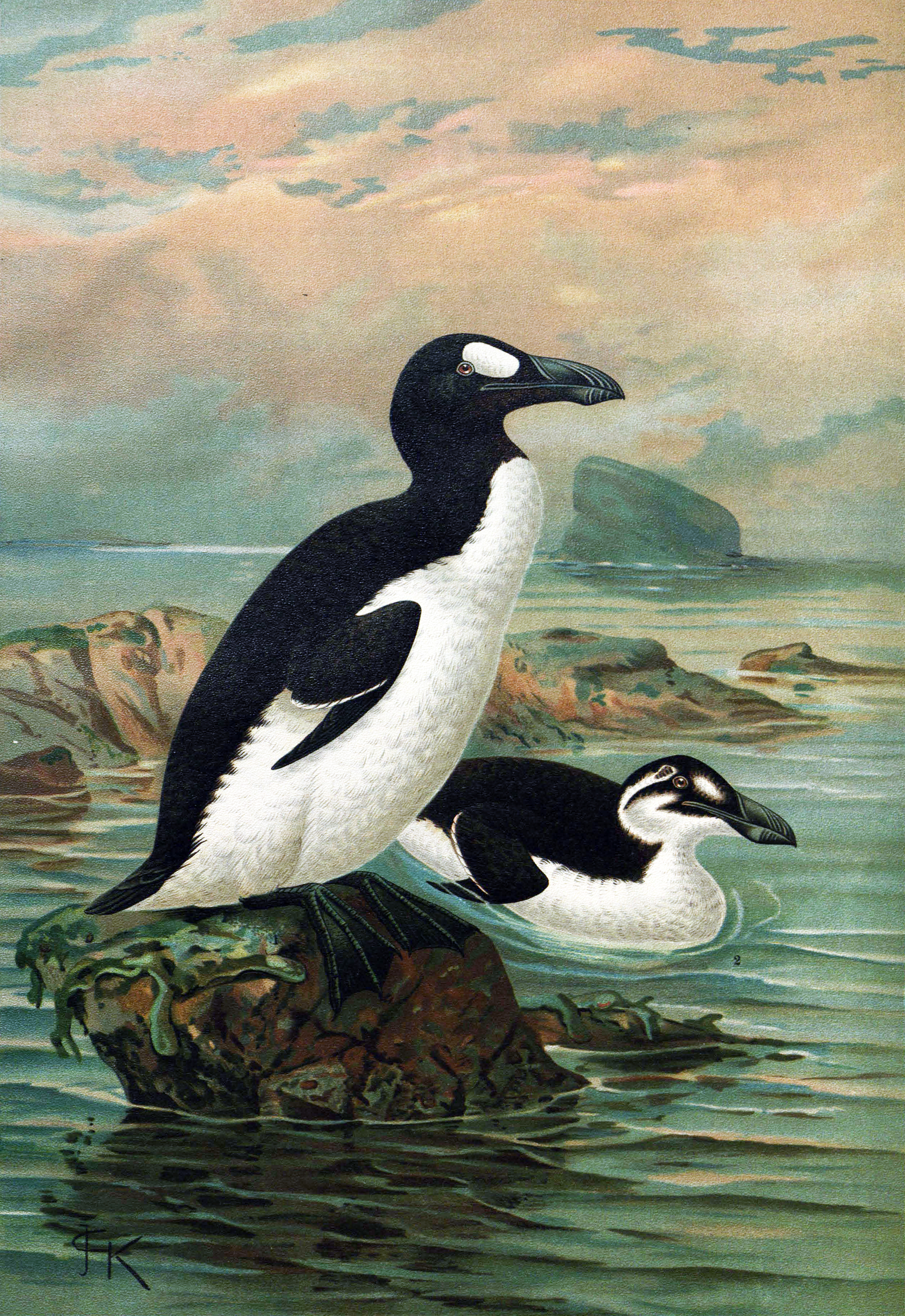 Гагарка велика (Pinguinus impennis) — нелітальний «пінгвін» Північної Атлантики. Останню пару задушили 3 червня 1844 року на ісландському острівці Елдей.  Хромолітографія за Дж. Ґ. Кьолемансом, ХІХ ст.