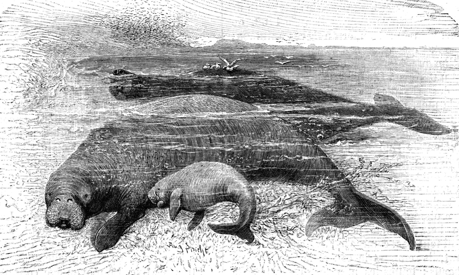 Стеллерова, або морська, корова (Hydrodamalis gigas) — велетенська морська тварина, відкрита 1741 року й винищена всього за 27 років: останню вбили 1768-го.  Гравюра з «Brehms Tierleben», бл. 1898