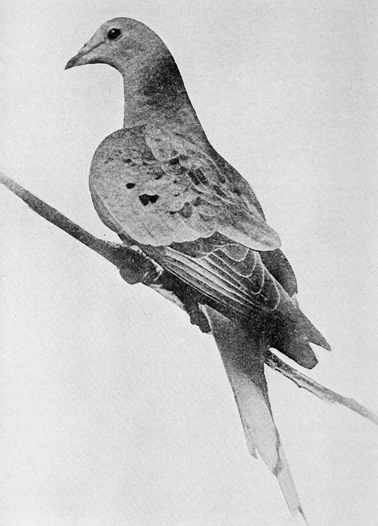 Марта — остання мандрівна голубка (Ectopistes migratorius). Вид, що колись налічував мільярди птахів, зник 1 вересня 1914 року, коли Марта померла в зоопарку Цинциннаті. Фото, бл. 1912.