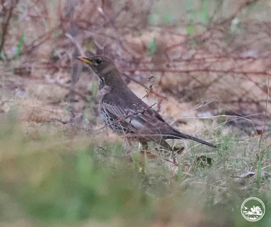 Дрізд гірський, який потрапив в обʼєктив Андрія Сімона.