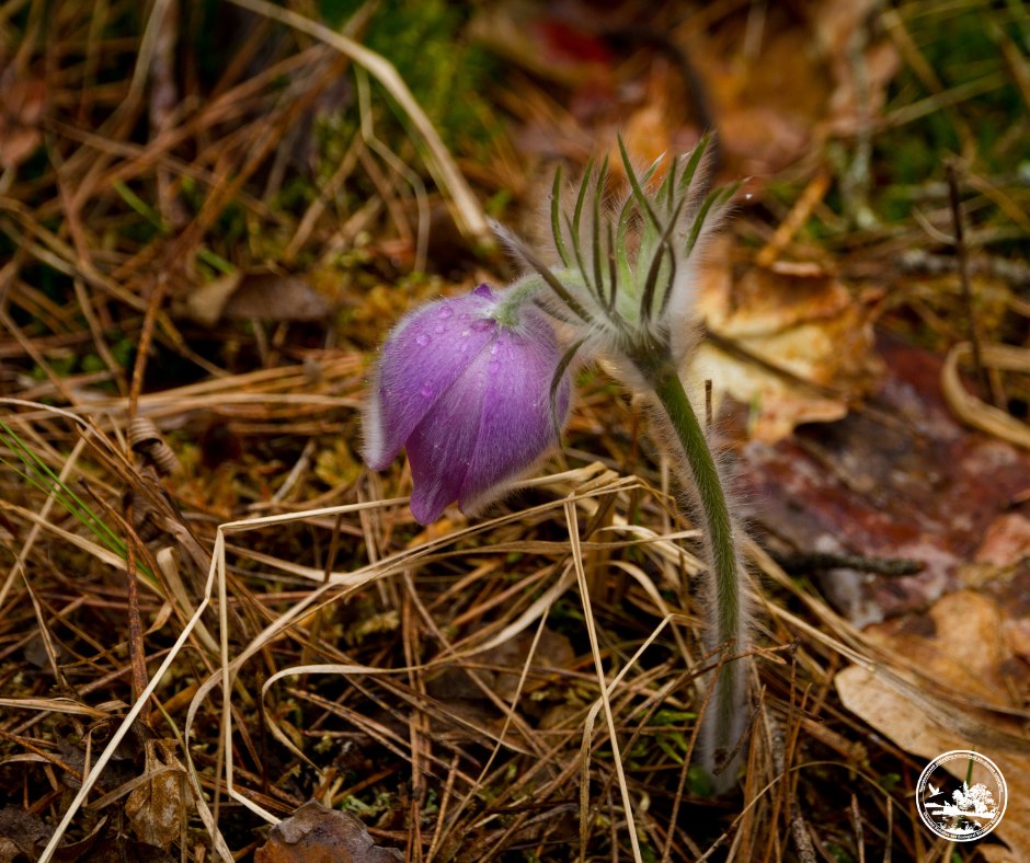 Сон широколистий, більш відомий як сон-трава.