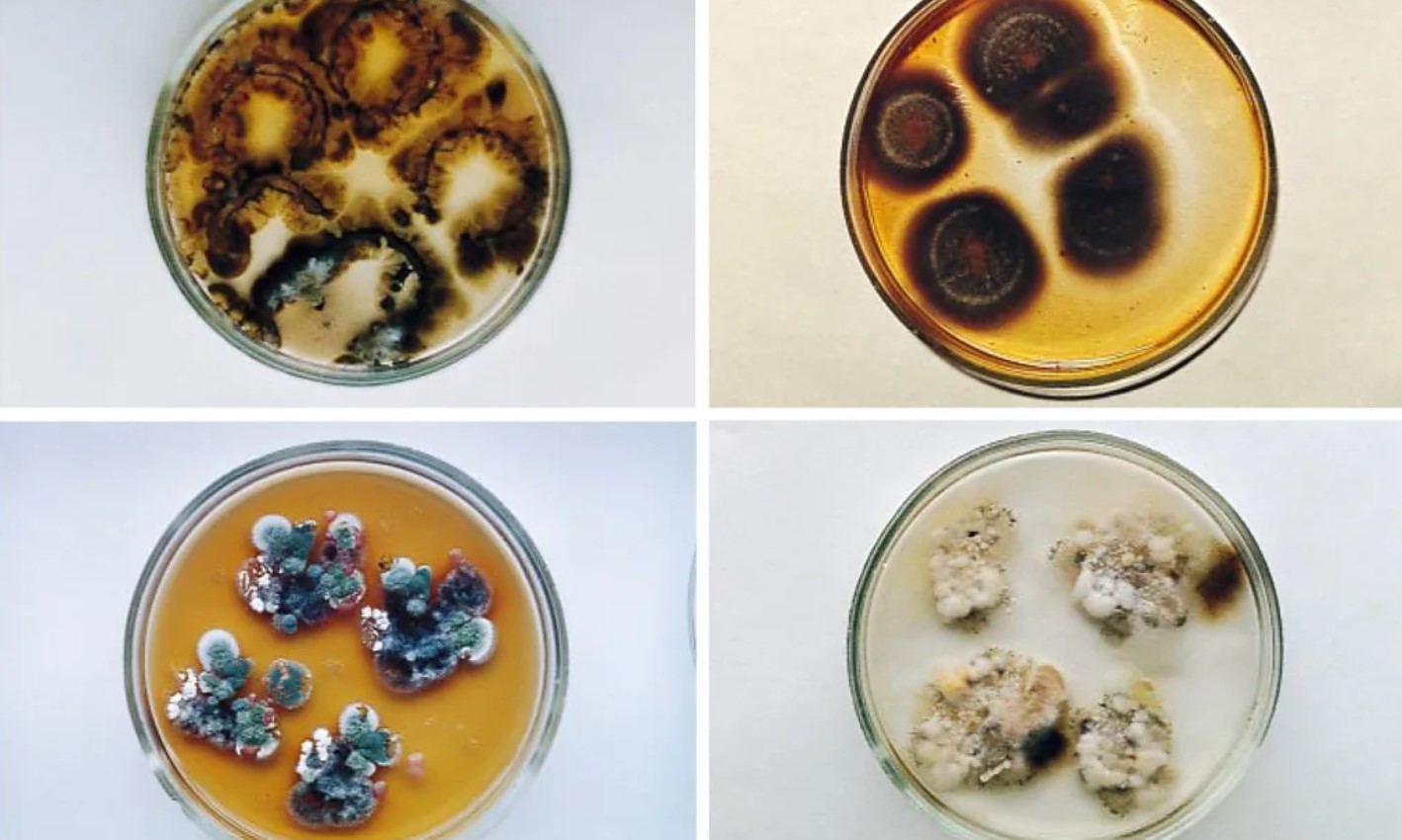 Культури, знайдені на четвертому блоці Чорнобильської АЕС, зокрема Cladosporium sphaerospermum.