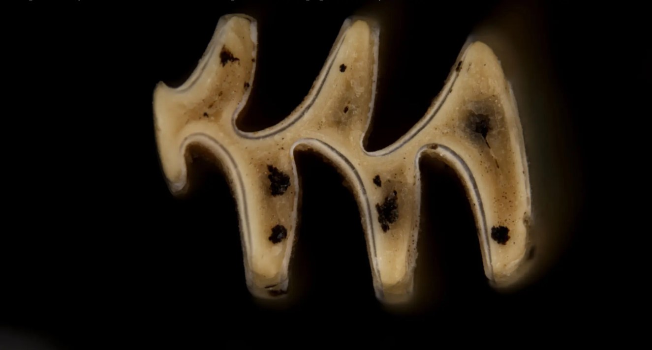 Зуб комірчастого лемінга.