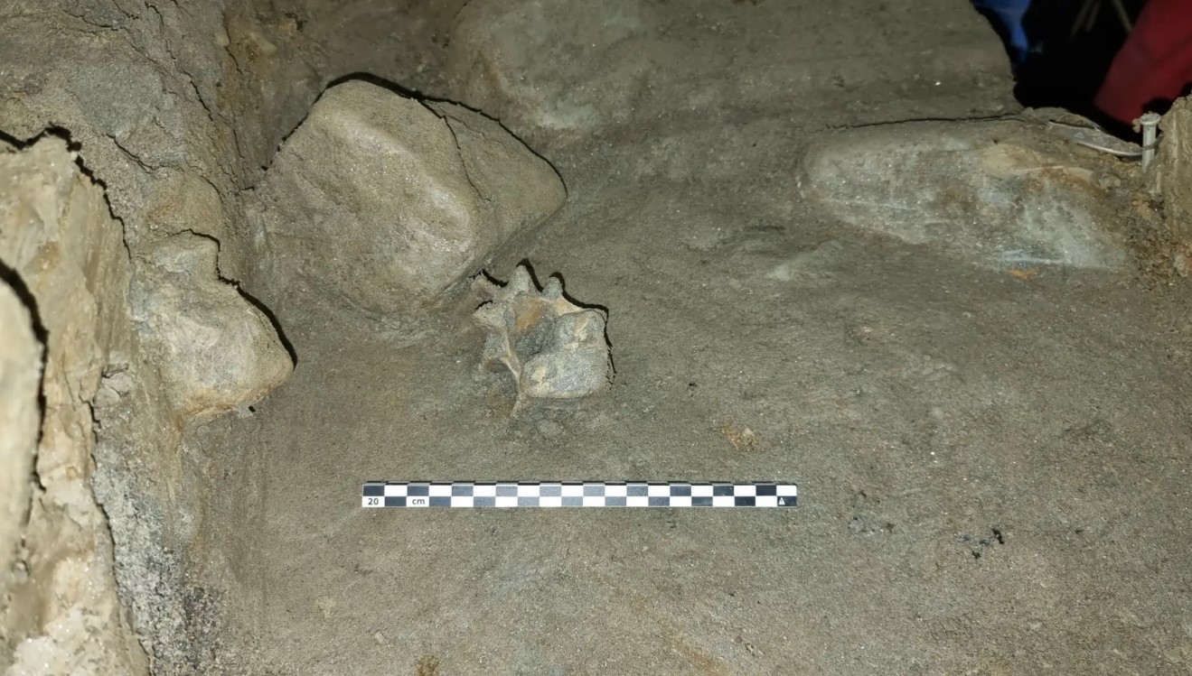 Хребець білого ведмедя.