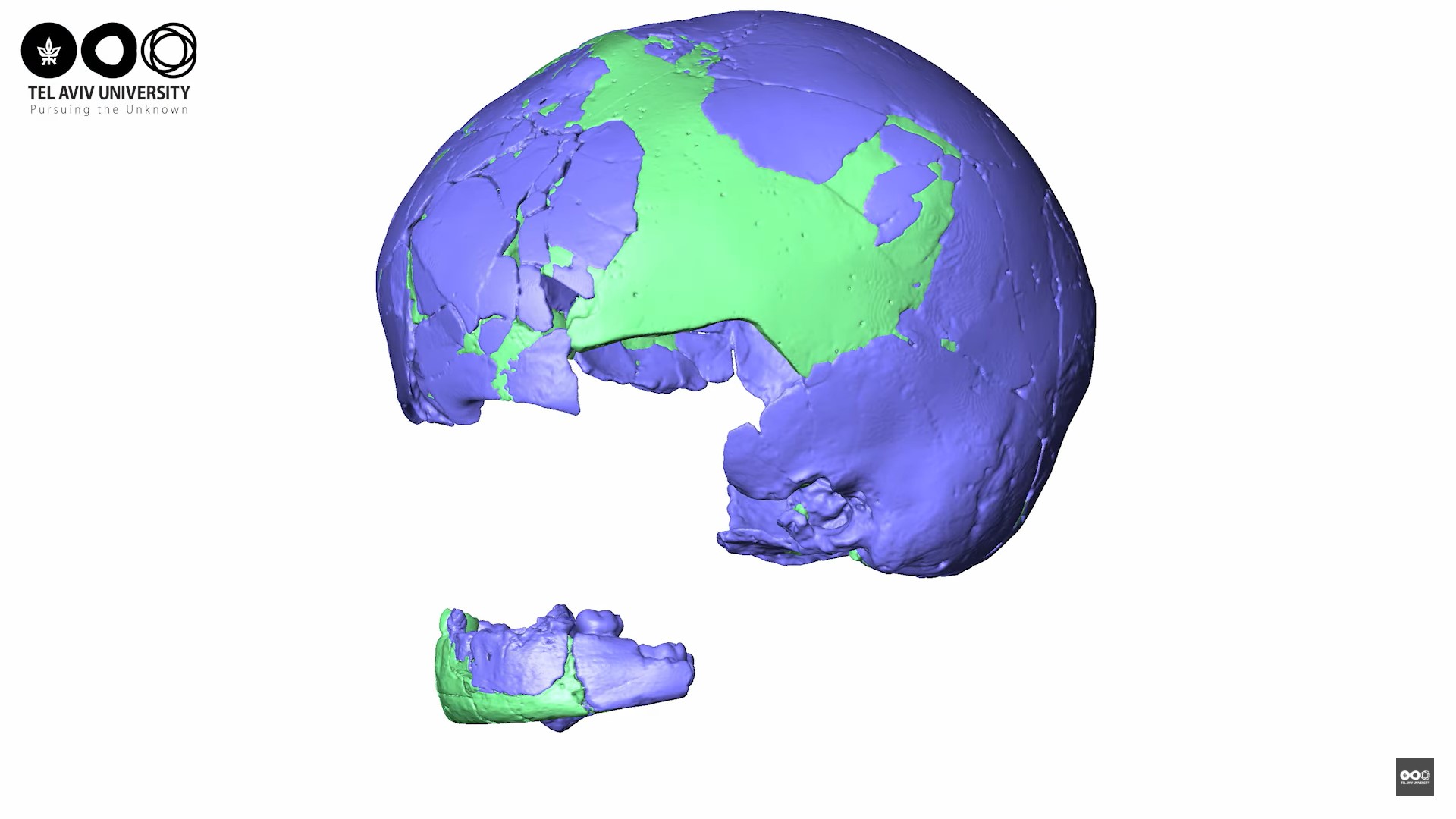 Точна 3D-модель черепа.
