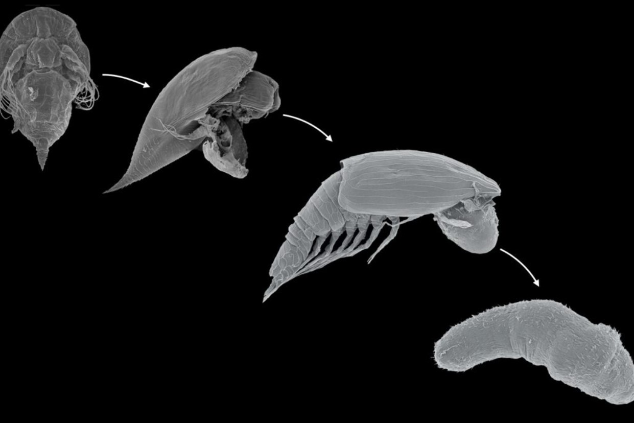 Життєвий цикл y-личинок від y-наупліуса до y-циприда та іпсигона — останньої відомої стадії.