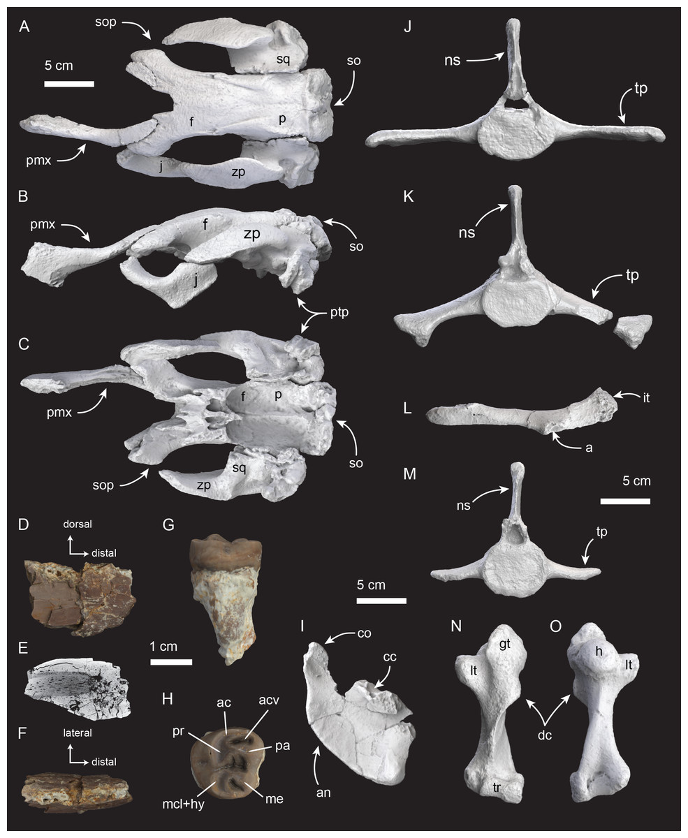 Морфологія нового виду морської корови, отримана за допомогою 3D-фотограмметрії. Морфологія нового виду морської корови, отримана за допомогою 3D-фотограмметрії.