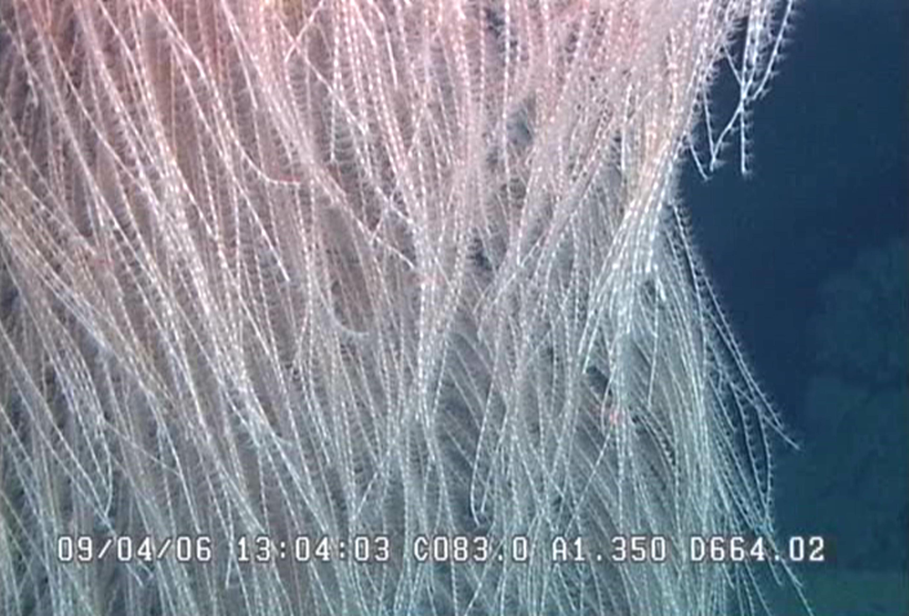 Гілки I. chewbacca зблизька.