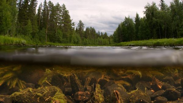 Umeälven Tributary, Шведская Лапландия