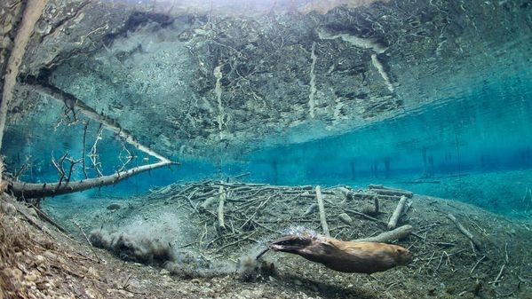 Northern Rockies, Канада