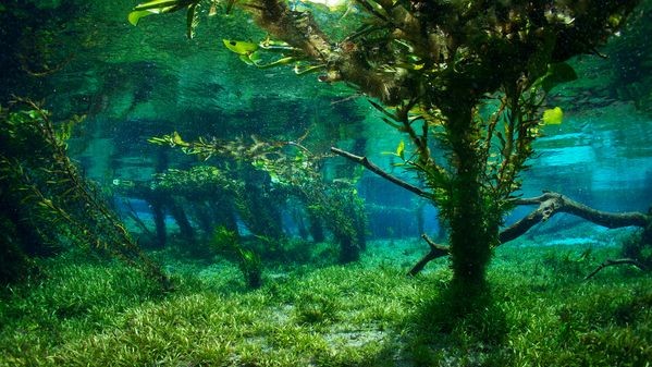 Пантанал, Мату-Гросу-ду-Сул, Бразилия. Пантана́л (от порт. pântano — «болотистая низина, влажная низменность») — обширная заболоченная тектоническая впадина в Бразилии