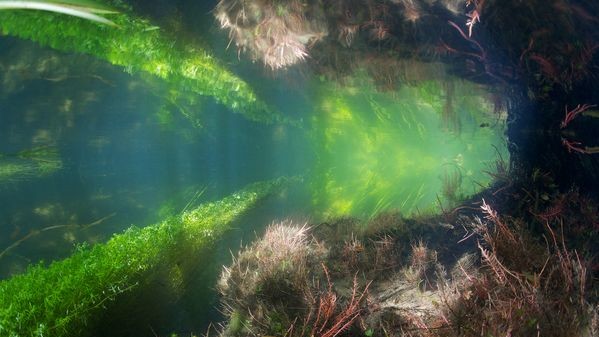 Река Итчен, графство Хемпшир, Англия
