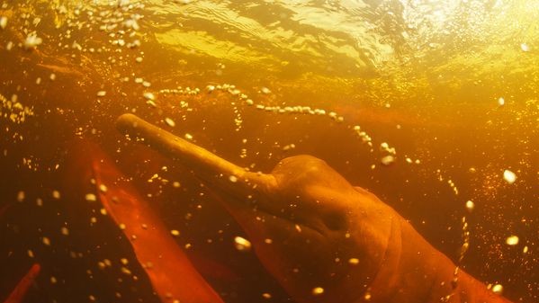 Ри́у-Не́гру — крупнейший левый приток реки Амазонки