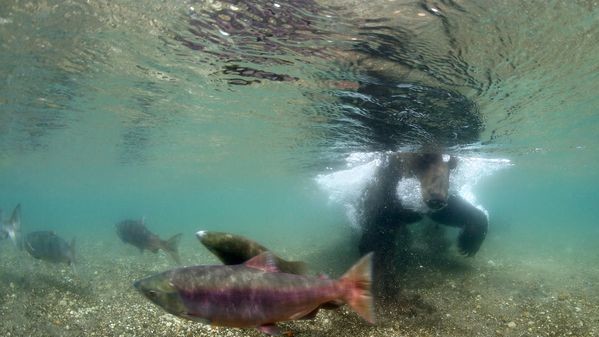 Озерная — река на полуострове Камчатка в России