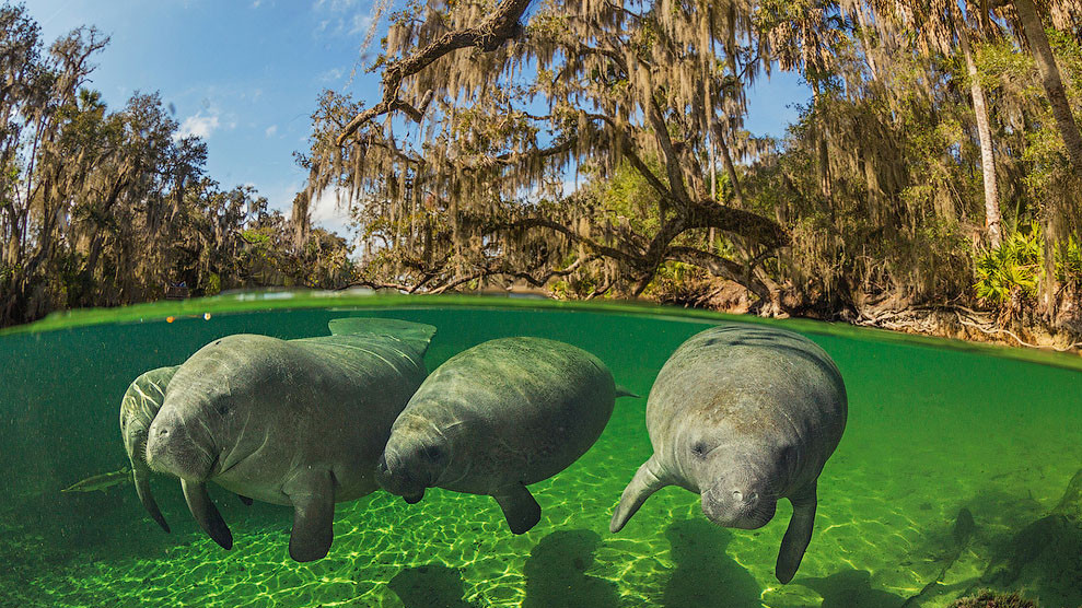 Ламантины, Флорида