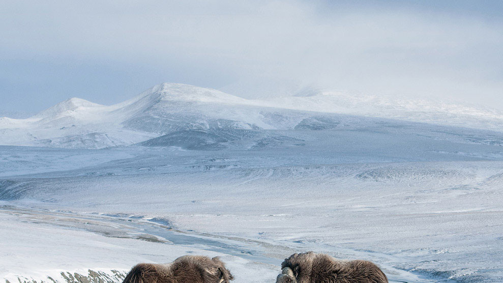 Овцебыки на острове Врангеля